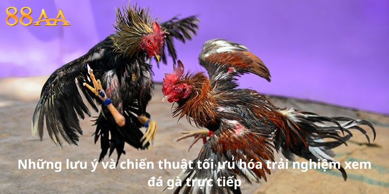 Những lưu ý và chiến thuật tối ưu hóa trải nghiệm xem đá gà trực tiếp
